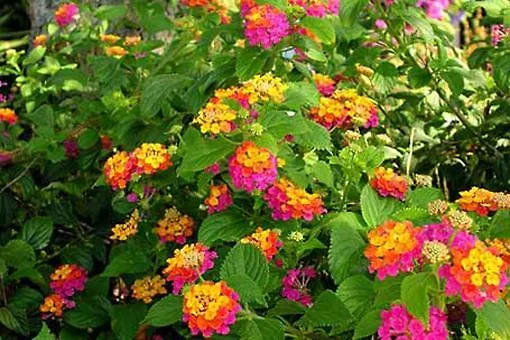 Vivenda Johanna Ferienhaus *