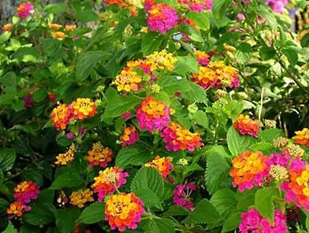 Vivenda Johanna Tatil Evi *