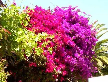 Vivenda Johanna Lagos